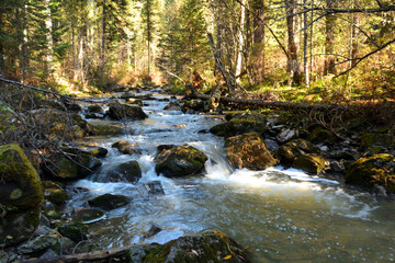 The rays of the rising sun through the trees illuminate the bed of a turbulent stream flowing down...