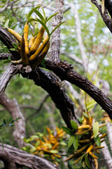 endemic banana orchid on a tree branch in Grand Cayman