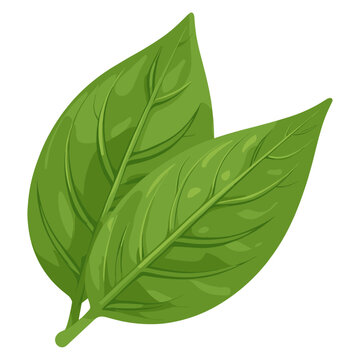 Green basill leaf leaves illustration plant vector