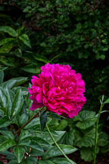 Bright red flower in a dark world, Rhody park, Lakeshore park, Mississauga, ON