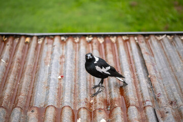 close-up shot of Australian magpie bird on the roof of a shed