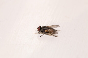 macro shot of a house fly against a white background