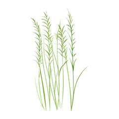 Fototapeta premium Flat vector of wild grass illustration plant green vector