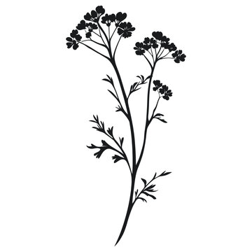 Wild flower Wild Celery illustration simple design vector