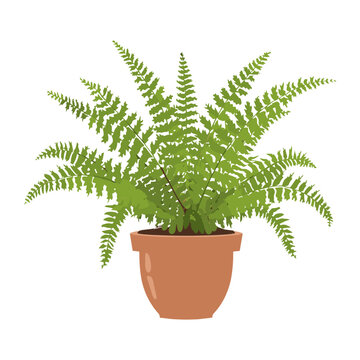 Potted fern plant illustration pot terracotta vector