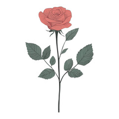 Fototapeta premium Rose flower plant art vector
