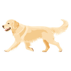 Golden Retriever dog illustration retriever walking vector