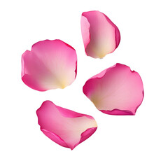 Isolated Rose Petals on transparent background