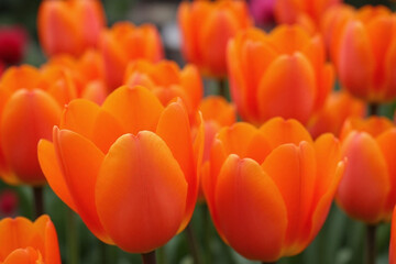 bunch of orange tulips in a vase on a table