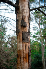 Corteza de árbol desprendiéndose 