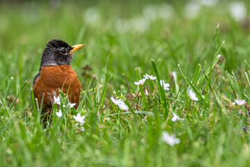 Closeup of an American robin standing in grass with white flowers around it.
