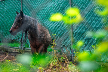 Caballo viendo a tras de unas hojas verdes. Mirando a la izquierda.