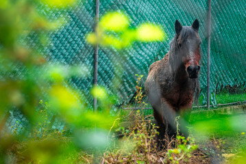 Caballo viendo a tras de unas hojas verdes.