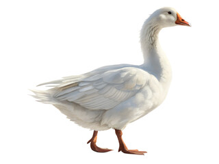 A white duck is walking on a white background. The duck is the main focus of the image, and it is calm and peaceful. The white background emphasizes the duck's color and creates a sense of serenity