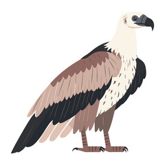 Obraz premium Vector illustration of Vulture vulture bird art vector