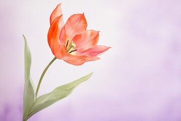 Obraz premium Delicate coral tulip in soft focus.