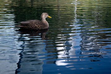 Un pato, nadando en un lago. 