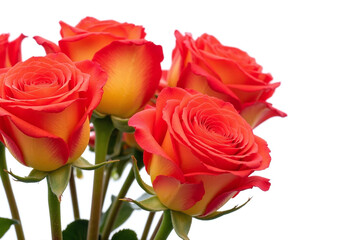 bunch of red and white roses on a white background