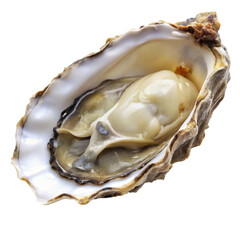 oyster shell isolated on white
