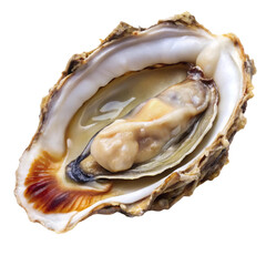 fresh oysters on a white background