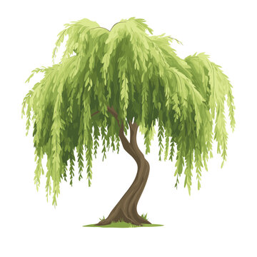 Willow tree willow illustration art vector