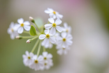 bunch of small white flowers that are in the grass