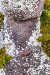 境内の石仏達。
干からびたサシガメ（サシガメ科）が張り付いていた。
新潟県魚沼市西福寺 - 2024年11月30日
