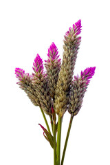 Celosia argentea isolated on white background