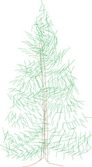 Spruce trees are evergreen conifers known for their tall, pyramid-like shape and sharp, needle-like leaves.