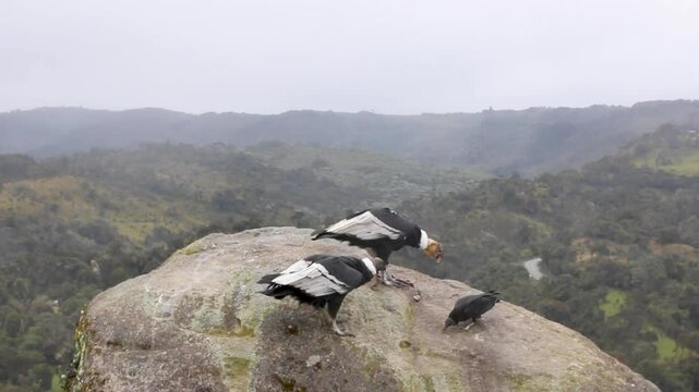 andean condors in a rock