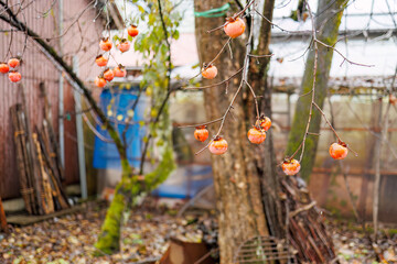 美しい柿の木。
五日町の市街地の風景。
雪国特有の雰囲気がある。
晩秋なので各所で紅葉が見られる。
新潟県魚沼市 - 2024年11月30日
