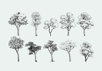 Set od trees line drawing vector illustration. Trees elements outline symbolo for architecture and nature landscape.