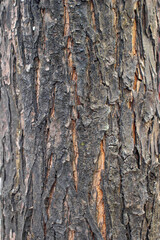 tree bark texture