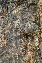 bark of a tree texture