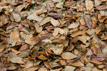 brown leaves background