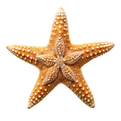 starfish isolated on white background