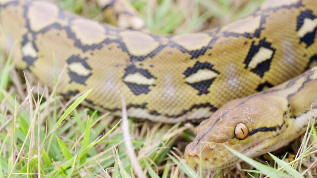 Close-up of wild reticulated python, malayopython reticulatus, in sulawesi, Indonesia, southeast asia