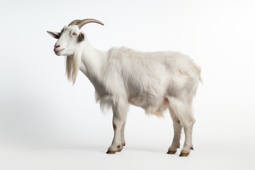 Obraz premium White Goat, Farm Animal, Portrait