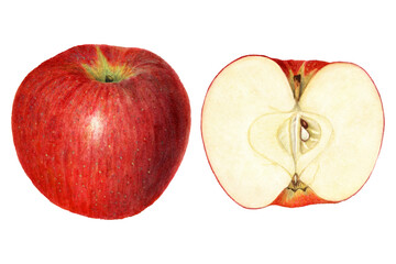 Vintage apples transparent png. Digitally enhanced illustration from U.S. Department of Agriculture Pomological Watercolor Collection. Rare and Special Collections, National Agricultural Library.