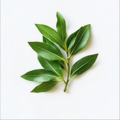 A sprig of green bay leaves arranged on a plain white surface studio shot