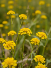 Fototapeta premium Solidago: Macro Art View of Yellow Goldenrod Wildflowers Blooming in North American Prairie