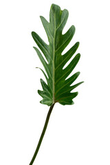 Fresh green Philodendron Xanadu leaf transparent png