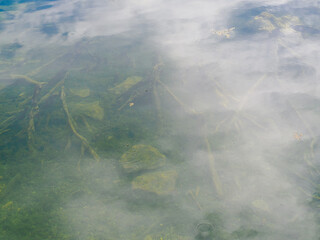 Tree stump in flooded water