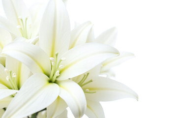 bunch of white lilies on a white background