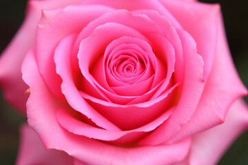 close up of a pink rose on a white background