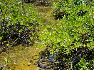 Big-leaf mangrove trees flood the mangrove forest