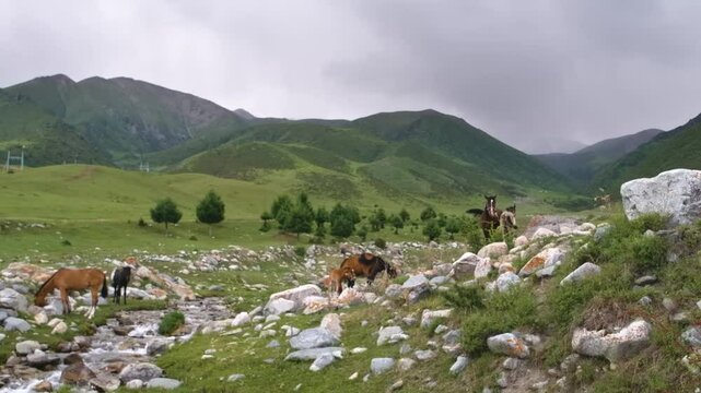 Scenic 4K footage shows a group of Pottok or Garrano horses peacefully grazing in the grassy fields of the Pyrenees Mountains.