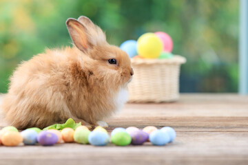 Bunny easter fluffy rabbit eating food, vegetables, carrots, baby corn on green garden nature flowers background on sunny day, Lovely mammal with bright eyes in nature life. Symbol of easter day.