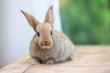 Bunny easter fluffy rabbit eating food, vegetables, carrots, baby corn on green garden nature flowers background on sunny day, Lovely mammal with bright eyes in nature life. Symbol of easter day.