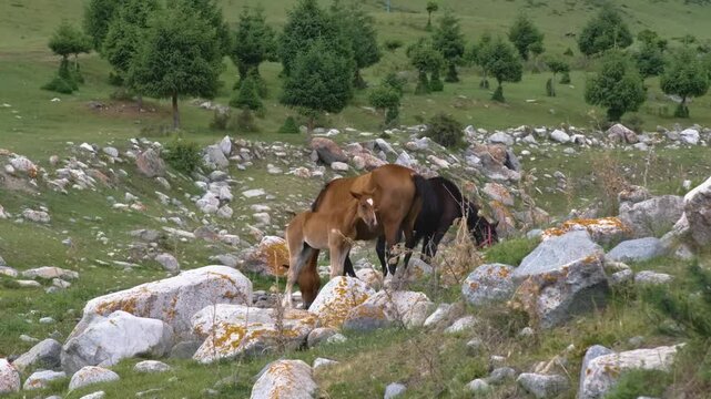 Beautiful 4K footage of wild Garrano and Asturc&oacute;n ponies living naturally in a hilly, untouched area of the northern Iberian Peninsula.